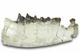 Fossil Running Rhino (Hyracodon) Jaw Section - South Dakota #300010-3